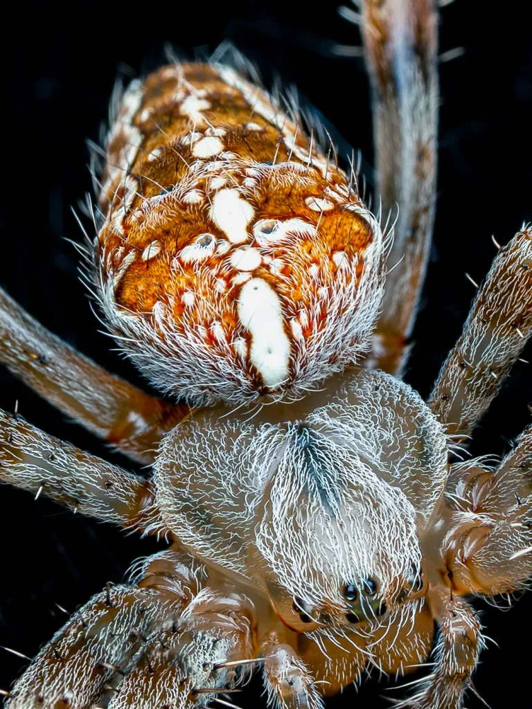 Kreuzspinne