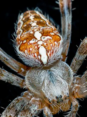 Kreuzspinne
