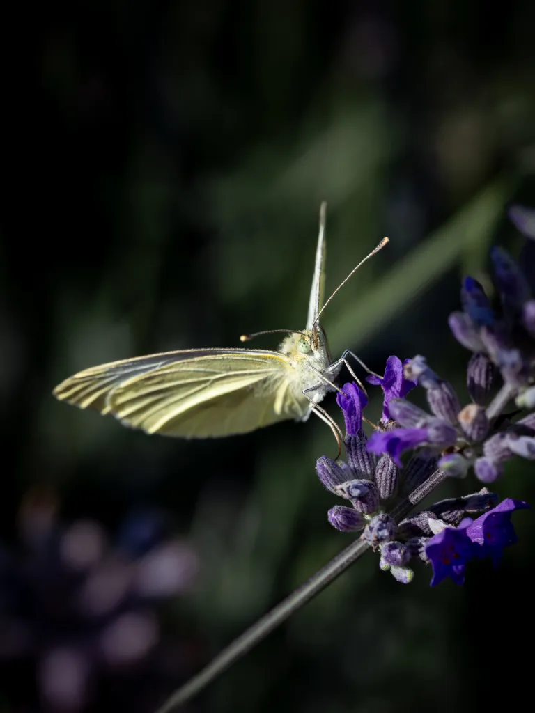 Der Kohlweißling. Im Lavendel.